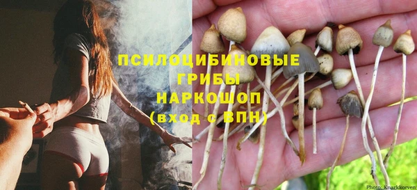 стаф Алзамай